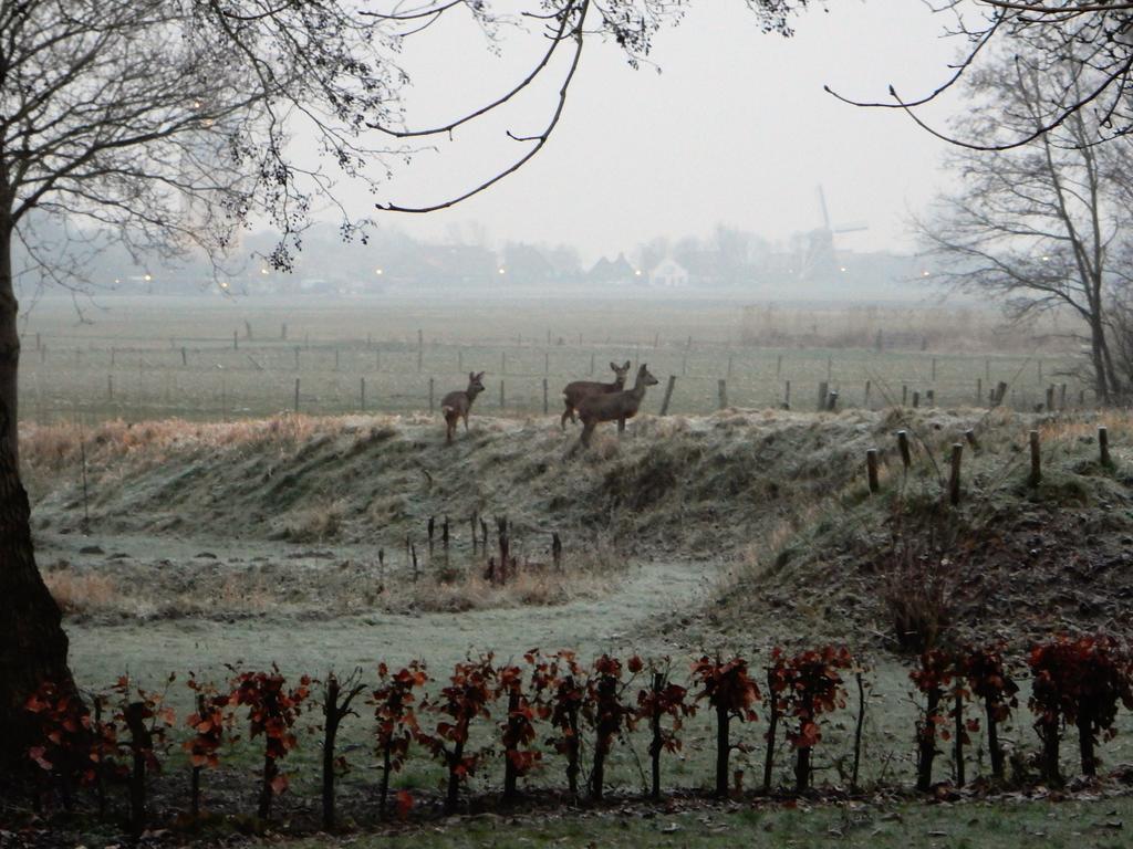 Gastenverblijf Oostdijk Goedereede Exterior foto